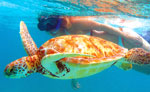 Sea Turtle Snorkeling Cozumel