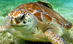 Sea Turtle Snorkeling Cancun