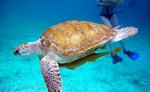 Akumal Bay Sea Turtles