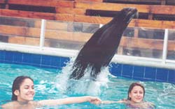 Sea Lion Swim Excursion Cozumel Mexico