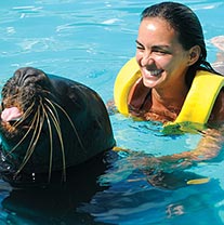 Swim With Seals