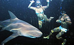 Swim With Sharks Cancun