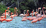 Flamingos at Sian Kaan Biosphere