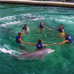 Xcaret Dolphins