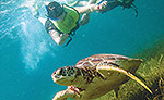 Akumal Sea Turtles