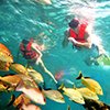 Private Snorkeling Cozumel 