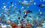 Riviera Maya Coral Reef