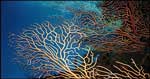 Paradise Reef