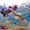 Stingray Snorkeling Cozumel