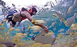 Cozumel Stingray Snorkeling Tour