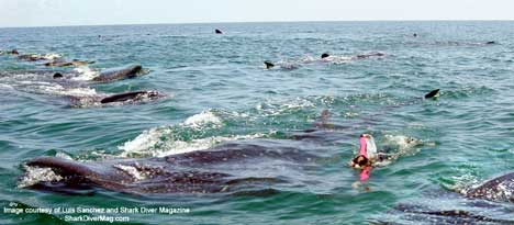 Isla Holbox Whale Sharks