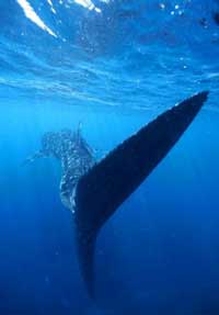 Isla Holbox Whale Shark Adventure