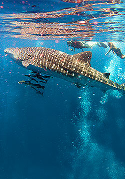 Isla Contoy Whale Shark Adventure