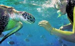 Riviera maya Sea Turtle Snorkeling 