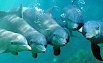 Dolphin Swim Xcaret