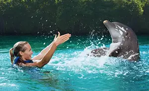 Dolphin Swimming at Xel Ha