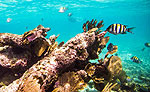 Inha Reef, Playa del Carmen