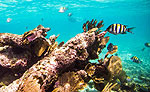 Playa del Carmen Snorkeling Tour