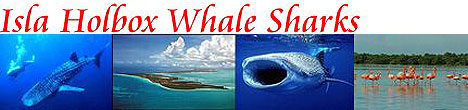 Isla Holbox Whale Shark Adventure