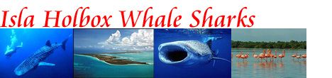 Isla Holbox Whale Shark Adventure